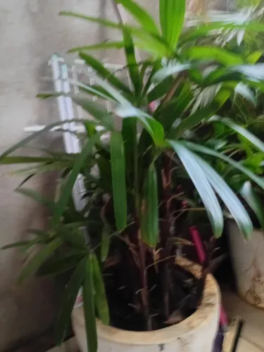 Coqueiro no vaso