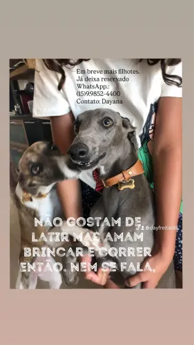 Whippet disponível