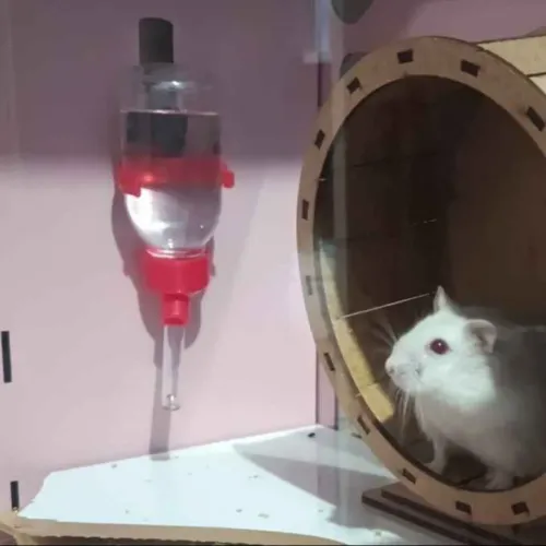 Bebedouro para hamster 
