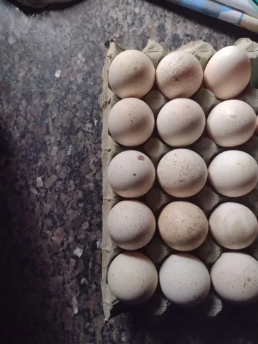 Vendo ovos de perú galados 