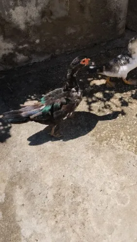 Patos