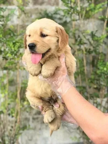 Compre um Golden Retriever com Segurança, Contrato e Garantias