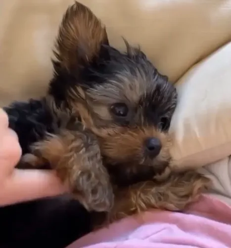 Filhote Yorkshire Terrier, Nada como ser recebido com pulinhos e rabinhos abanando!