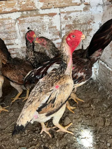 Galinha Índia bico curto porte grande?