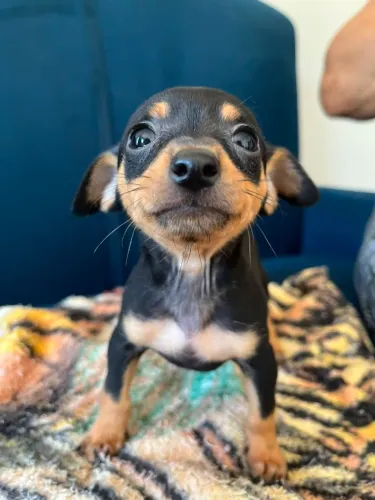 Pincher