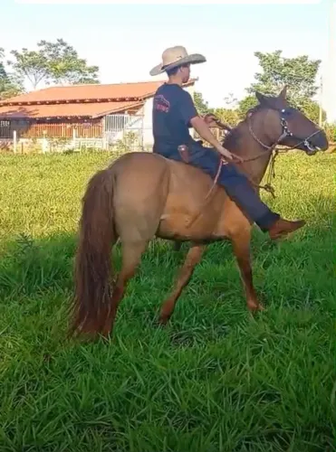 Vendo Égua mansa, 3 anos, Guapó