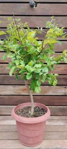 Pé de acerola no vaso 