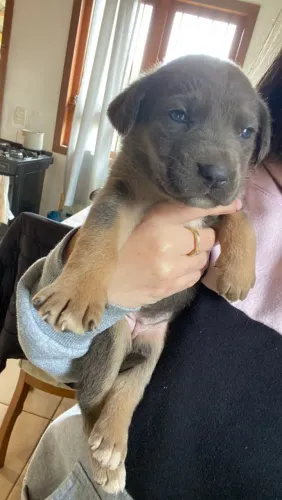 Cachorro 