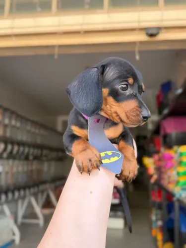 Dachshund macho preto com canela