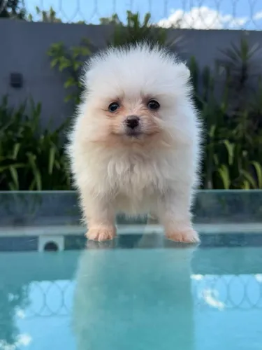 lulu / spitz alemão