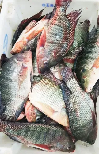 Peixe Tilápia de R$ 11,99 kg