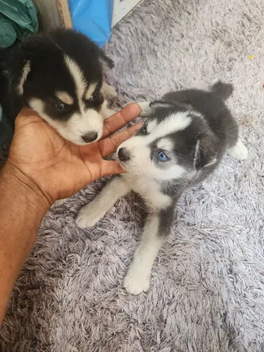 Vende/se filhotes de husk siberiano 