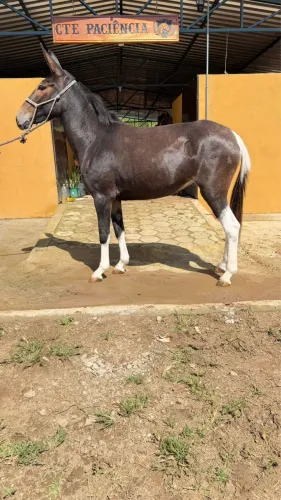 Mula a venda!! 