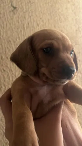 Cachorro salsicha 
