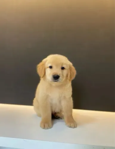 Golden filhote 