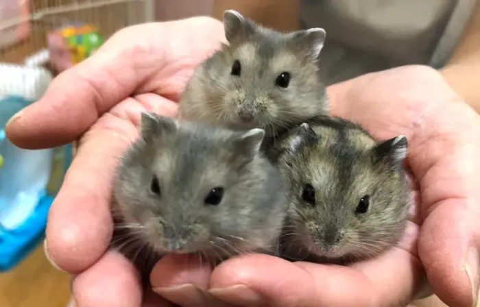 Hamster Anão russo