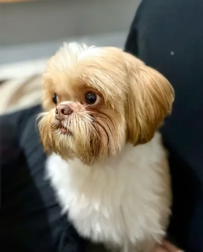Shihtzu pra cruzar