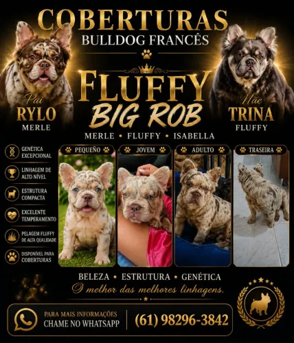 BULLDOG FRANCÊS COBERTURA OU CRUZA