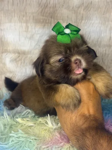 Shih tzu fêmea chocolate 