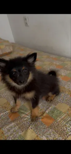 Animal