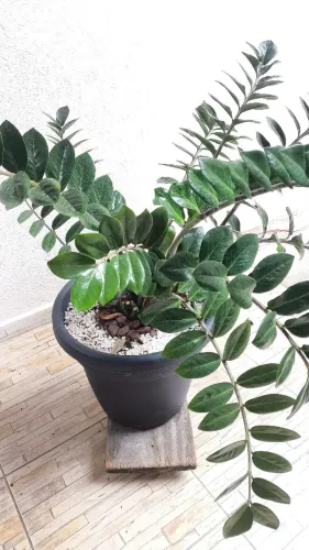 Planta zamioculca 100 cm altura