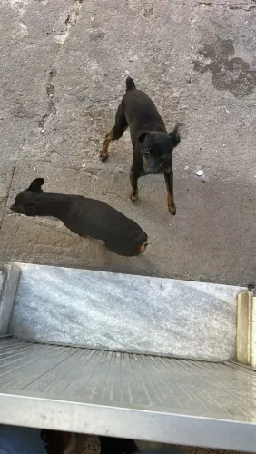 Cachorro