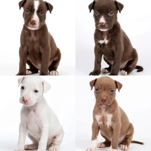 Vendo filhotes de Pitbull 