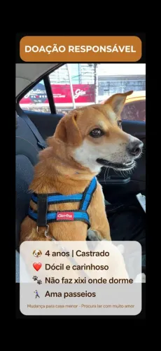 Doação Cachorro Caramelo.
