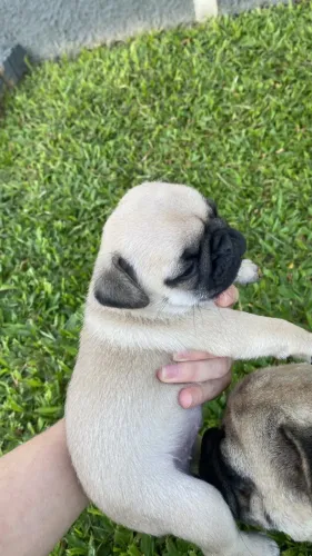 Pug abricot filhote