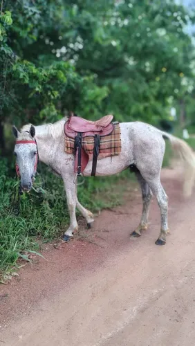 Cavalo pedrez inteligente ?