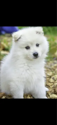 Doa-se lulu da pomerania