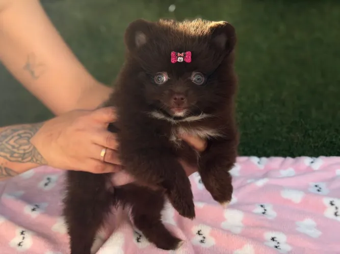 Spitz femeas choco tan 4 meses