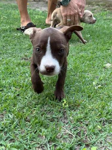 Filhotes de pitbull 