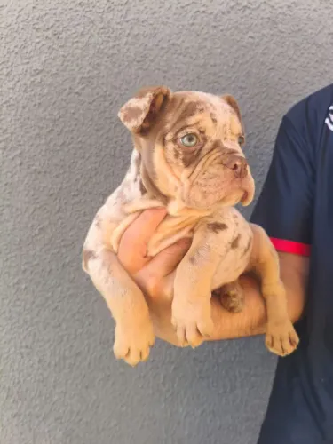 American Bully 