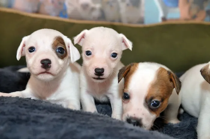 Jack Russel Terrier | Chama no WhatsApp e venha garanti o seu