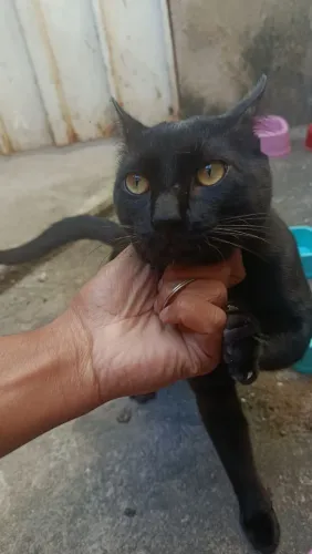 Doa meu gato preto Thobias