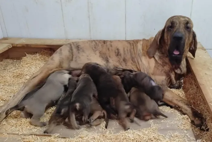Fila brasileiro puro