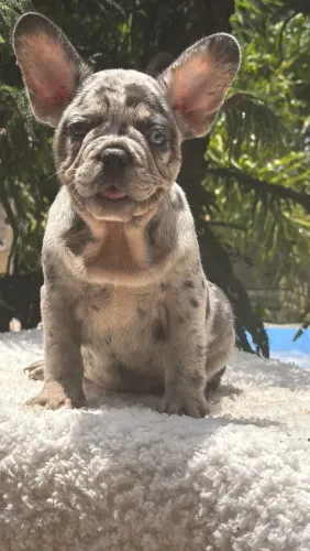 Bulldog Francês 