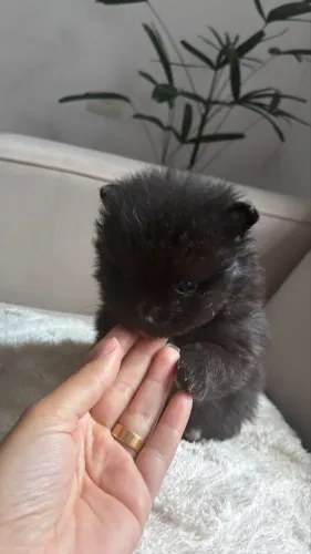 Vendo macho de Lulu da pomerania anão preto