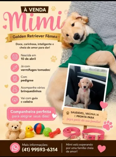 Golden retriever Fêmea