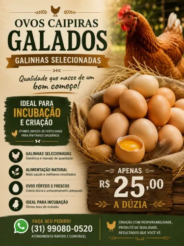 Ovos Caipiras Galados de Galinhas Selecionadas - Dúzia R$25