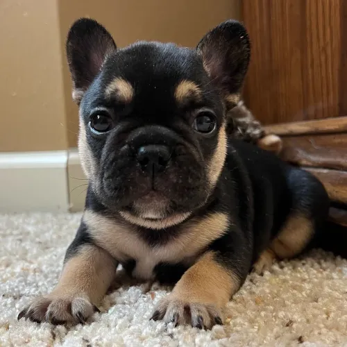 BullDog Francês: Orelhinhas de morcego 