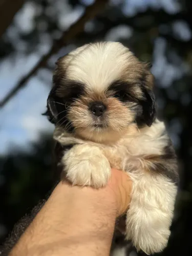 Shih-tzu com  pedigree até 10 parcelas no cartão entrega a domicílio 