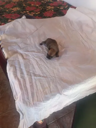 Cachorro pinscher 1 fêmea 