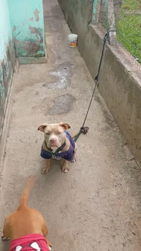 American Bully pocket fêmea 