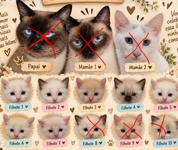 Doação de gatinhos