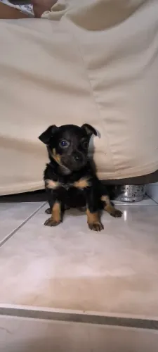Filhotinho Pinscher.