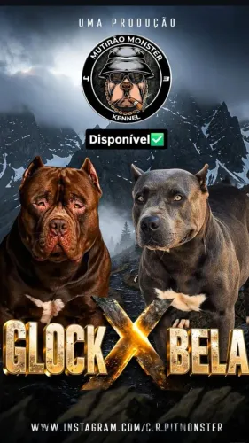 Vendo 2 filhotes pit monster
