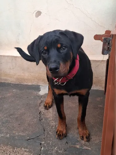 Rottweiler 