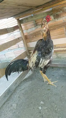 Vendo frango de 10 meses